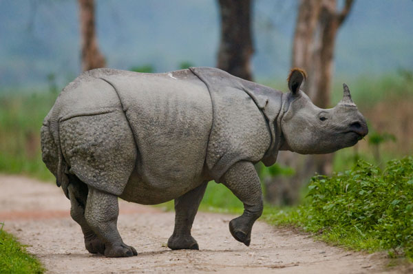 kaziranga
