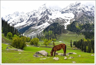 kashmir