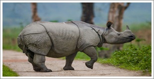 kaziranga